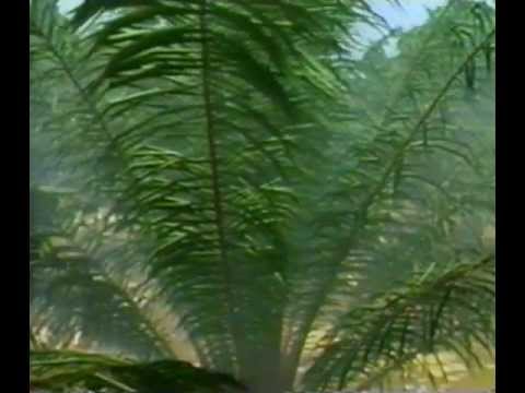 Mist Glider - Virtual Jungle