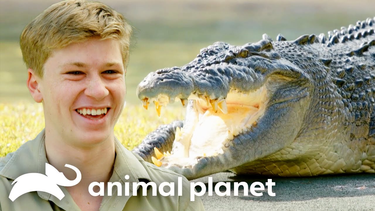 Robert Irwin's Best Moments of SEASON 3 | Crikey! It's the Irwins | Animal Planet