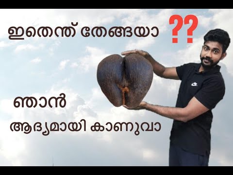 The largest nut in the world, Lodoicea nut, Coco demer, love nut, coco demer malayalam,