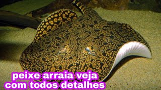 peixe ARRAIA incrvel