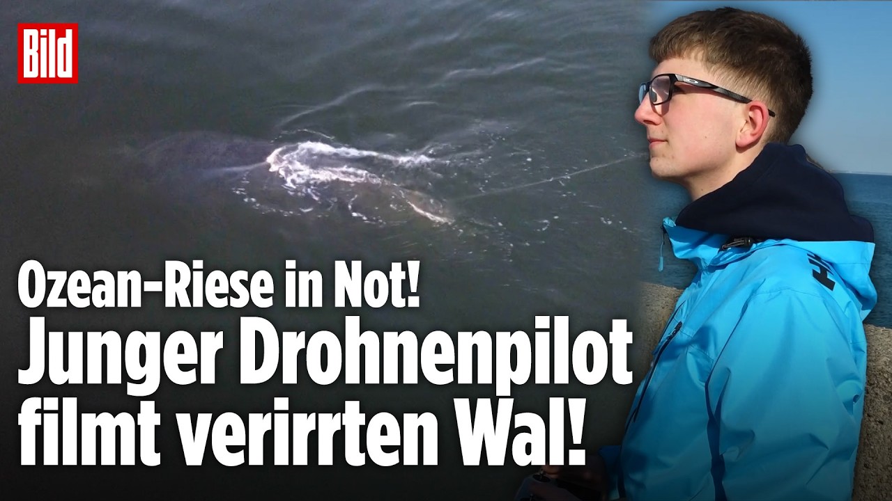 OSTSEE: Ozean-Riese verirrt sich vor Lübecker Bucht! Drohnenvideo zeigt Wal mit Seil!