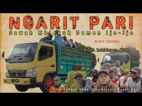 buruh-ngarit-film-komedi-panen-padi-kisah-nyata-miwir