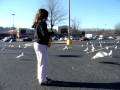 In Land Gulls