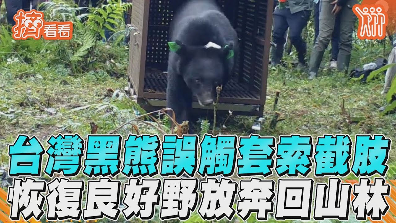 影音/台灣黑熊誤觸套索截肢 恢復良好野放奔回山林