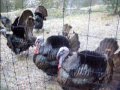 Funny Turkey S Sound
