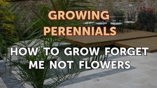 How to Grow Forget Me Not Flowers