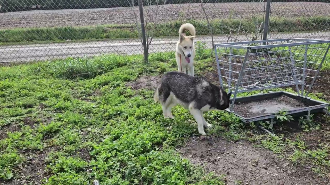 Enlarge Liza Jane, a ADOPTABLE Bluetick Coonhound in Michigan City, IN video 5/6
