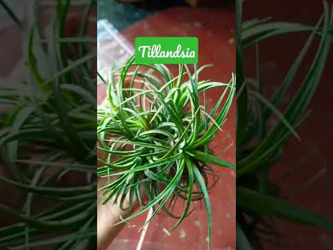 Tillandsia ionantha, the air plant