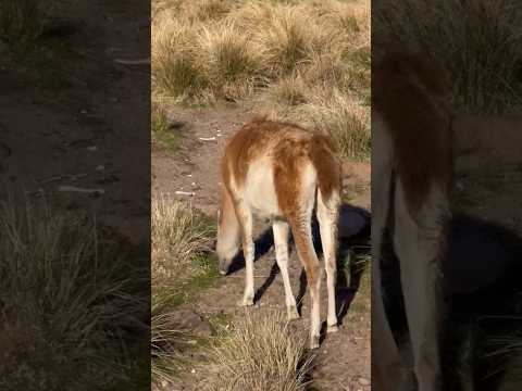fauna autoctona de la Patagonia #chubut #camarones #patagonia #argentina