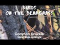 Common Grackle: Birds on the Beargrass - learn about the birds along KY's Beargrass Creek