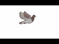 Pigeon Flying 2d Animation