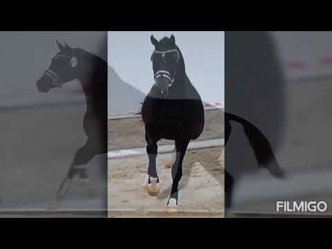 Mohawk H hengst v. Indian Rock x elite Gribaldi