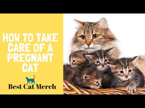 HOW TO TAKE CARE OF A PREGNANT CAT?