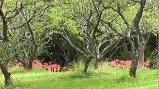 preview picture of video '大阪・枚方 山田池公園の彼岸花 2012/10  Red spider lily flowers'
