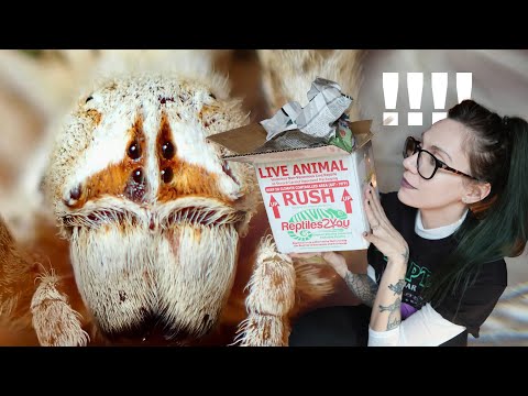 UNBOXING *LOOK AT THAT FACE* BIG Cute African Velvet Spiders & NEW Jumpers!  Stegodyphus, Phiddipus