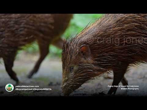 The world's tiniest and rarest pig: Pygmy Hog Porcula salvania