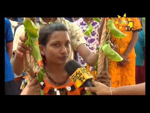 Hiru TV