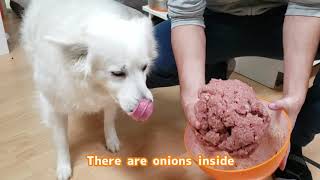 2020/12/22 Huge Hamburg Steak Patty with Latte【アメリカンエスキモードッグ/American Eskimo Dog】