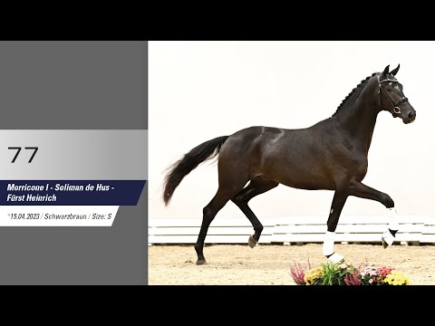 77 Hengst v Morricone I - Soliman de Hus