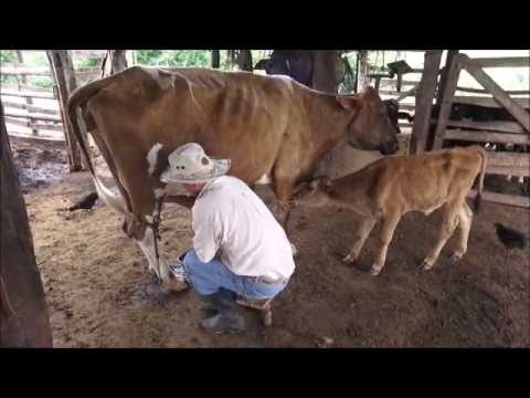COMO TIRAR LEITE DE VACA