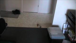 Hunting the Squirrel