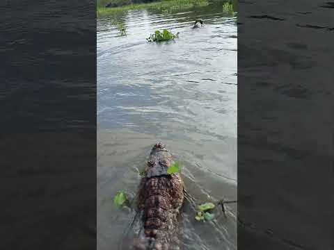 el cocodrilo no pudo con el perrito el perrito se salvo #fishing #fish #cocodrilos