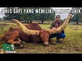 INI DIA SAPI SAPI YANG MEMILIKI TANDUK TERPANJANG TERBERAT DAN TERBESAR DI DUNIA
