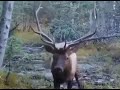 Moose screaming