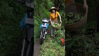 Download lagu HASIL PISANG DARI KEBUN mp3