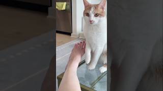 #cat #cute #catvideo #cutecat #funnyvideo #studywithmeandmycat #funny