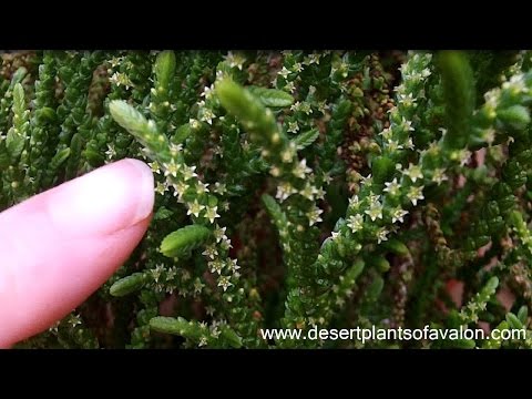 download lagu mp3 mp4 Winter Blooming Succulents, download lagu Winter Blooming Succulents gratis, unduh video klip Winter Blooming Succulents