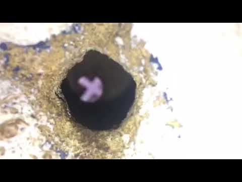 Mice Entry Points Found and Repaired in Long Branch, NJ