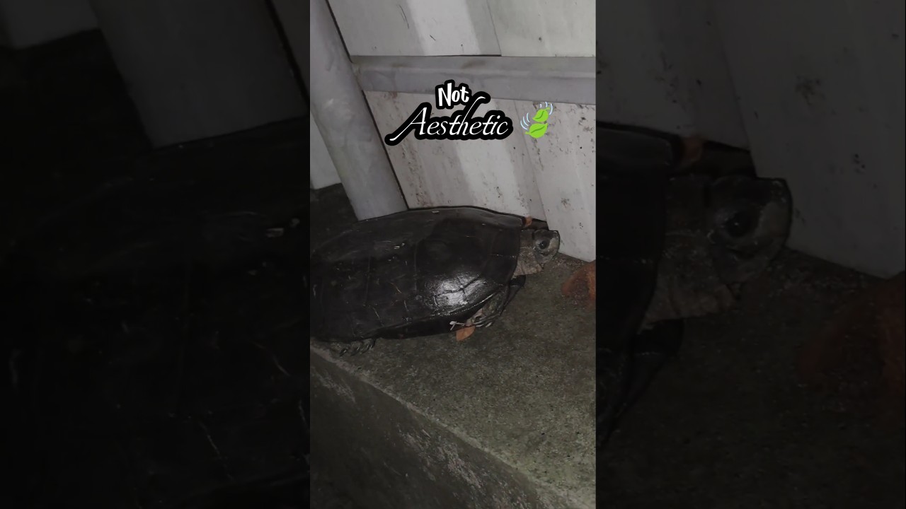 മഴ പെയ്താൽ മുറ്റത്ത് ആമയും ഉടുമ്പും വരും എന്ന് വിചാരിച്ചില്ല! 🫣🌧️🐢#shorts #shortsfeed
