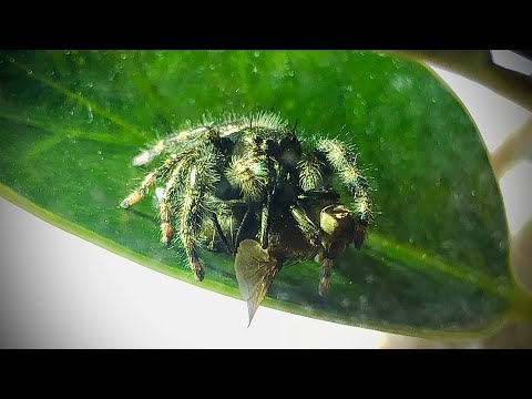 Bold Jumping Spider Hunts And Catches Fly