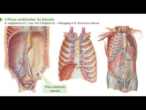 Anatomie I Bewegungssystem: Leistenkanal: Hernia & Locus minoris resistentiae I Prof. Dr. med. Wirth