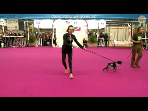 Voir la vidéo : Ring Canins du 05 mars 2017, partie 3