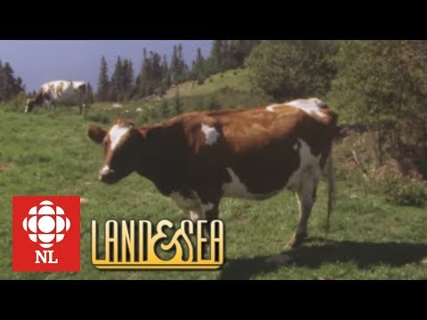 Land & Sea: Aubrey Ellsworth and his Ayrshire cows