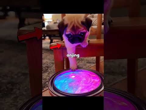 Anjing ini Terjatuh Kedalam Cat