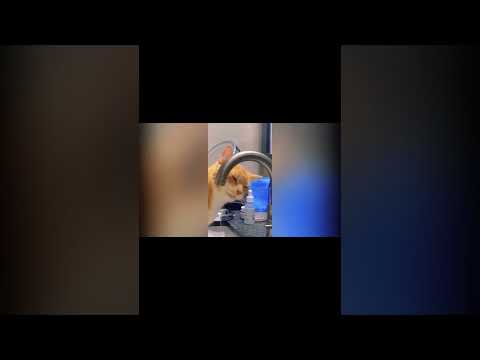 Animals Funny Moments