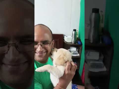 Cute Lil pup showing affection towards pet parent#labradorretriever #petsofinstagram #petlove