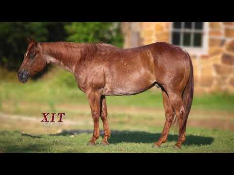 Xit Auction