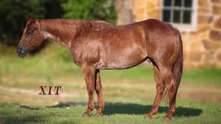 XIT HORSE SALE