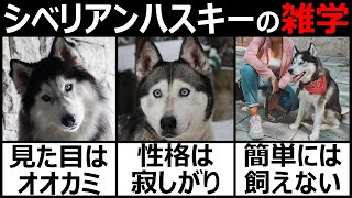 かっこいい シベリアン ハスキー Watch Hd Mp4 Videos Download Free