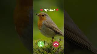 Download lagu Suara Hewan, Nada Dering Burung mp3