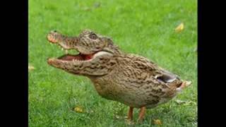 It&#39;s a big old goofy world