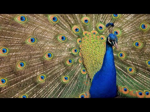 Д.. Ж..   Т 1   Гл 22 .23