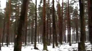preview picture of video 'Лес дарзини, зимний рецидив весной'