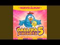 Gallina Pintadita 5