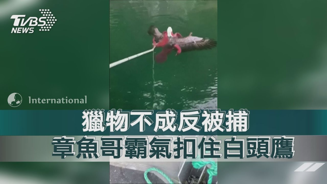 獵物不成反被捕 章魚哥霸氣扣住白頭鷹
