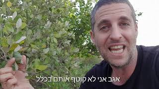 פג'ואה (פג'ויה) פרי טעים ושיח קטן לגינה ולמרפסת